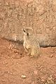 leipzig zoo-01_07_2011_zoo_allgemein_270